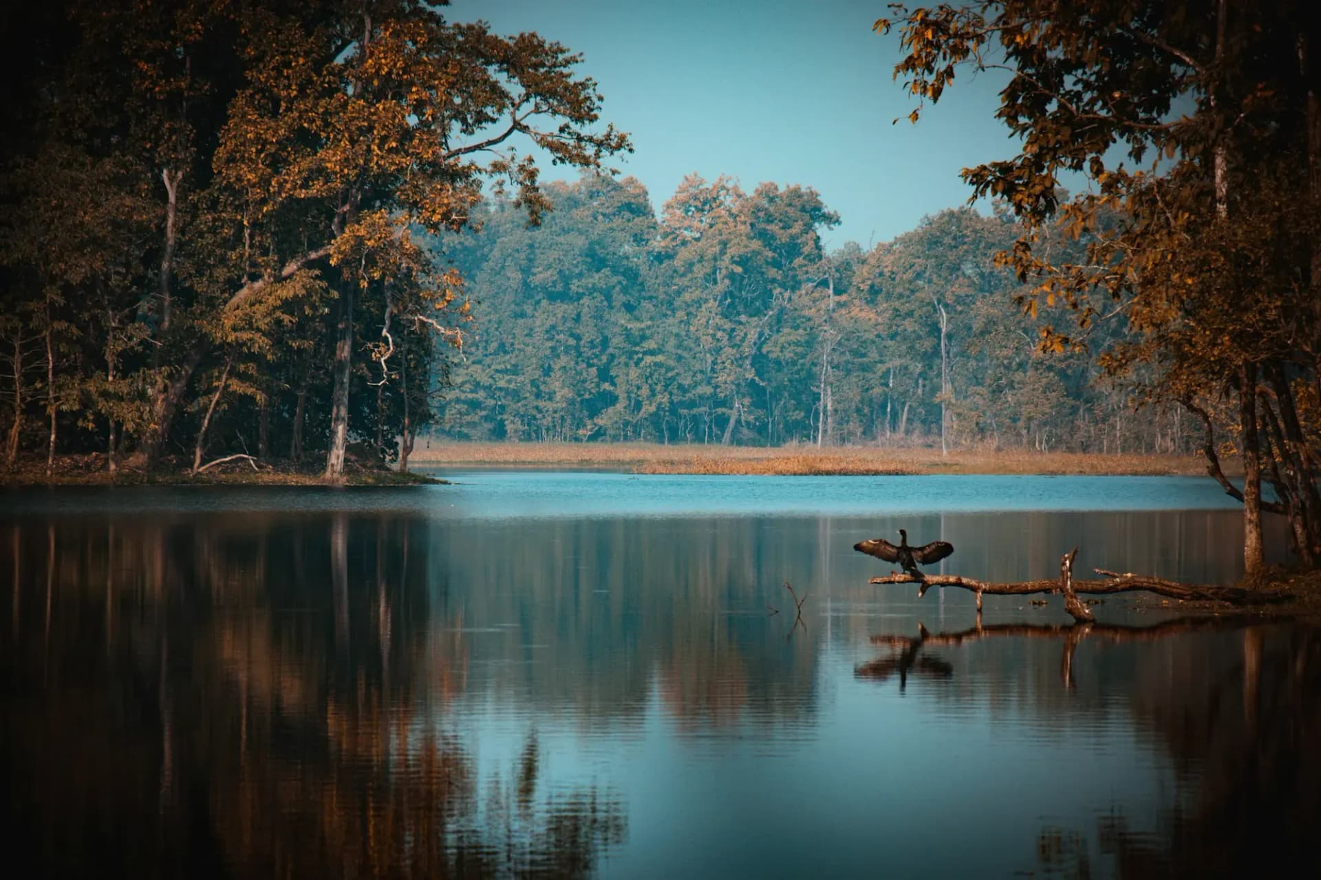 Still forest lake with a cormorant drying its wings on a fallen branch