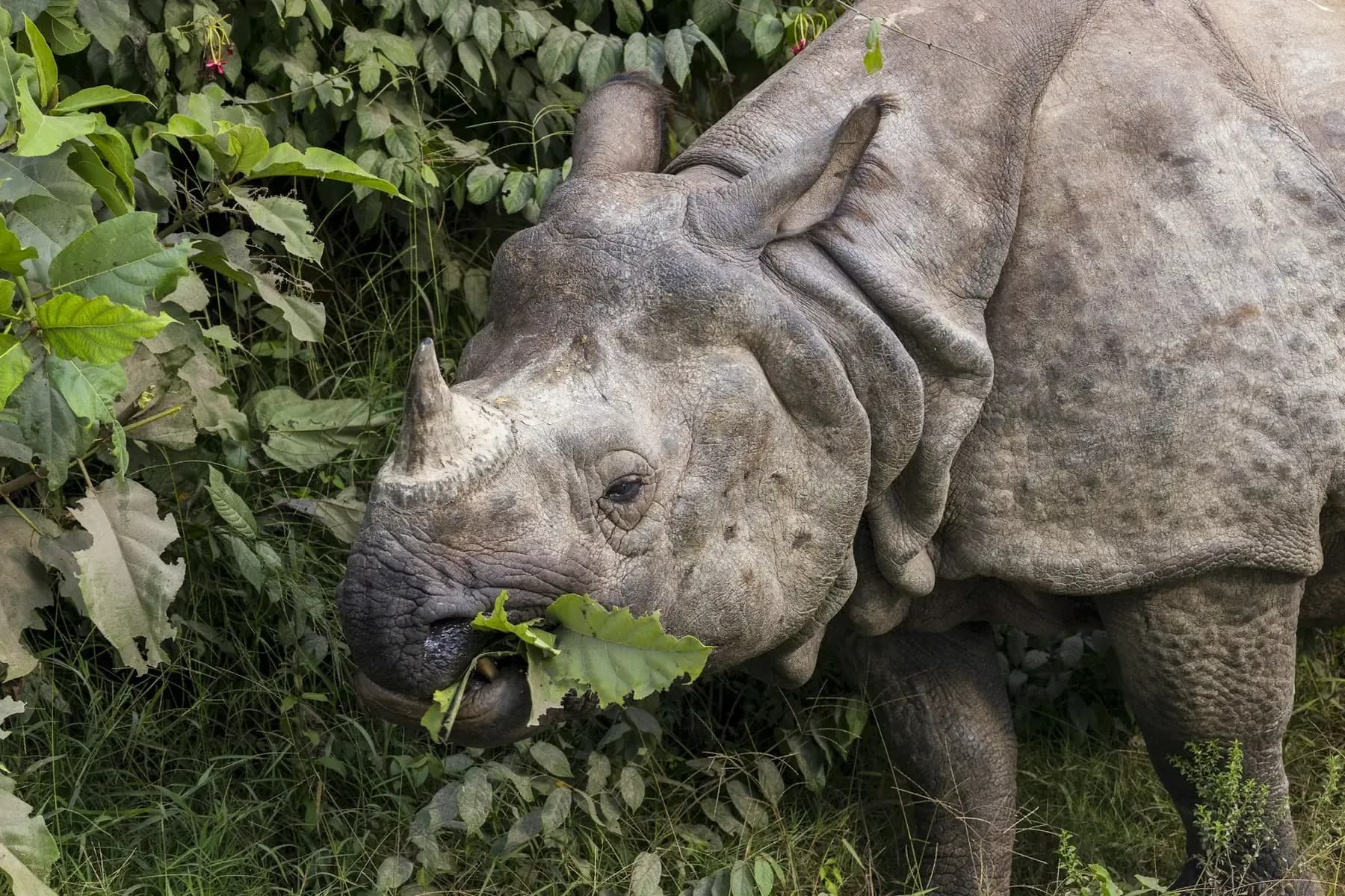 Greater one-horned rhino browsing leaves at the forest edge