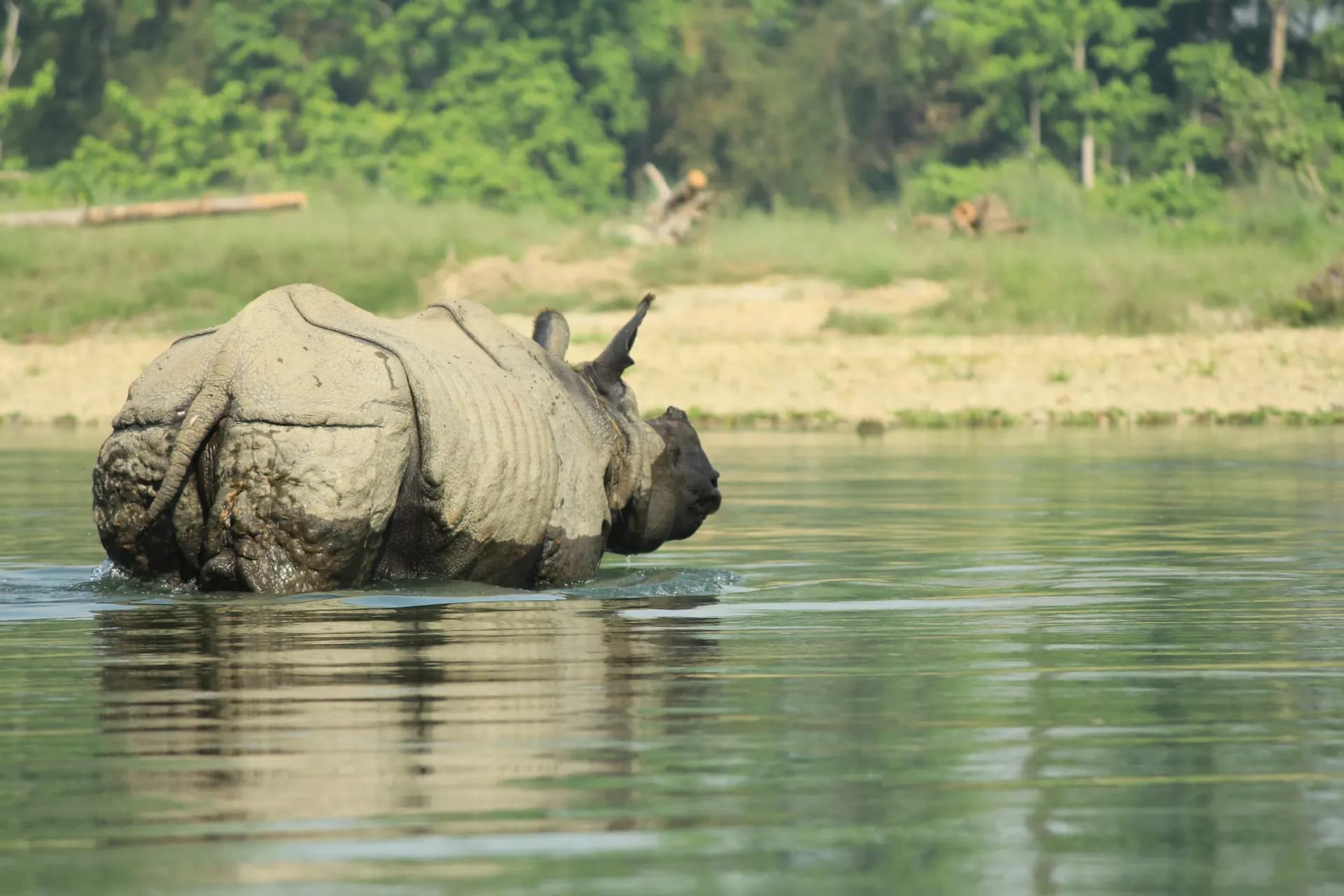 One-horned rhino crossing the river in Chitwan National Park