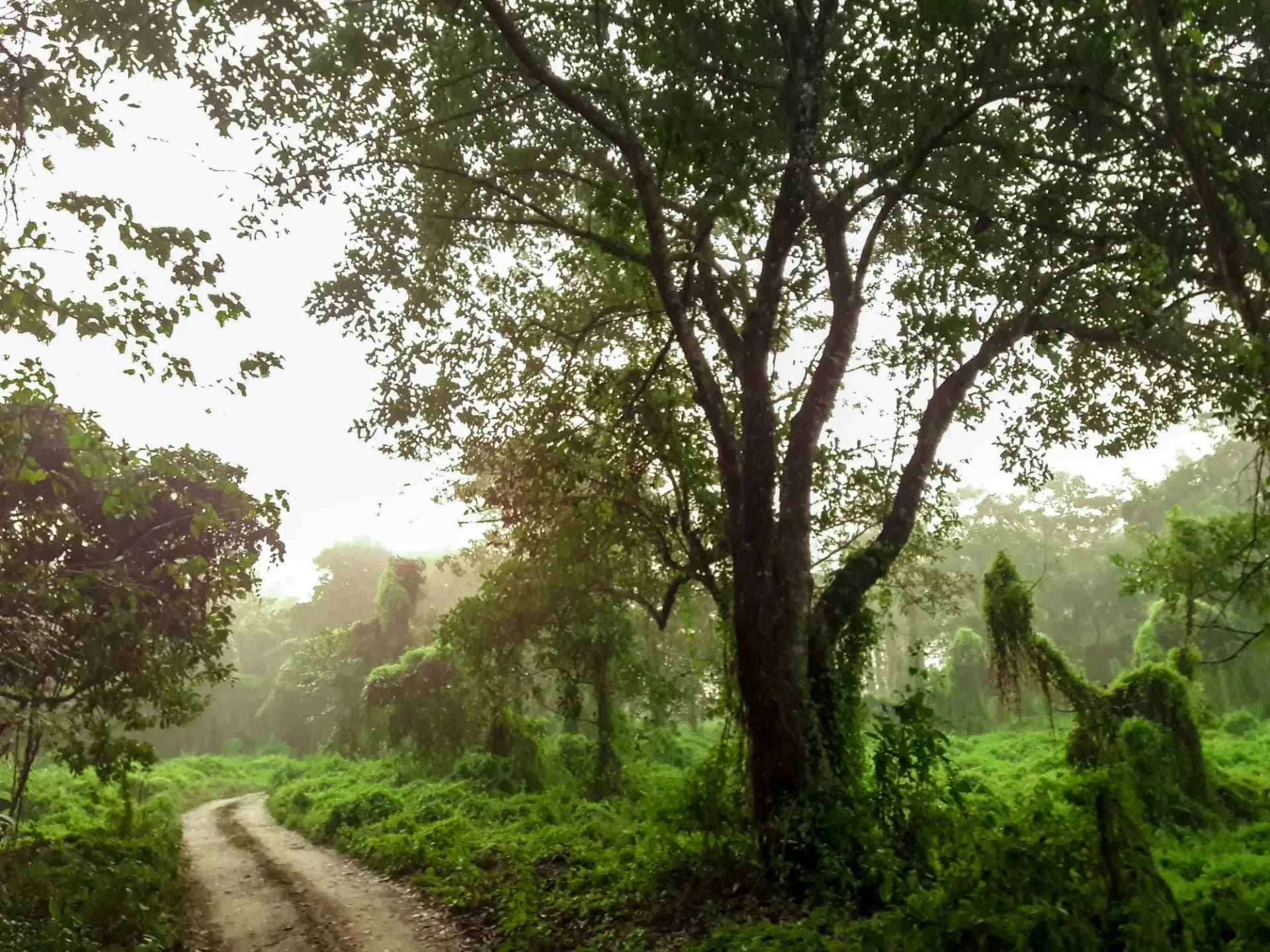 Forest track in early light, Chitwan
