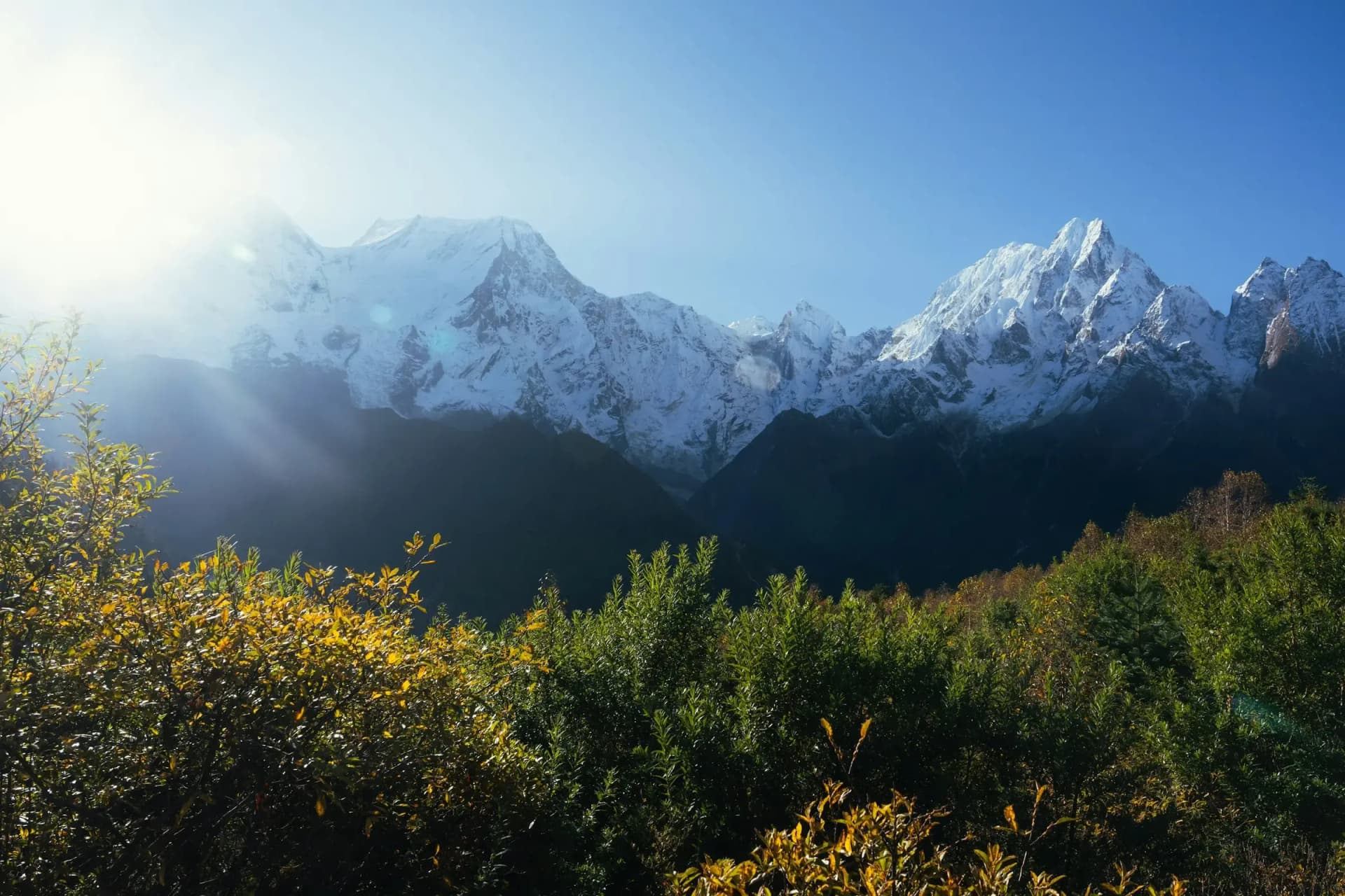 Autumn colours below the snow peaks of the Himalaya