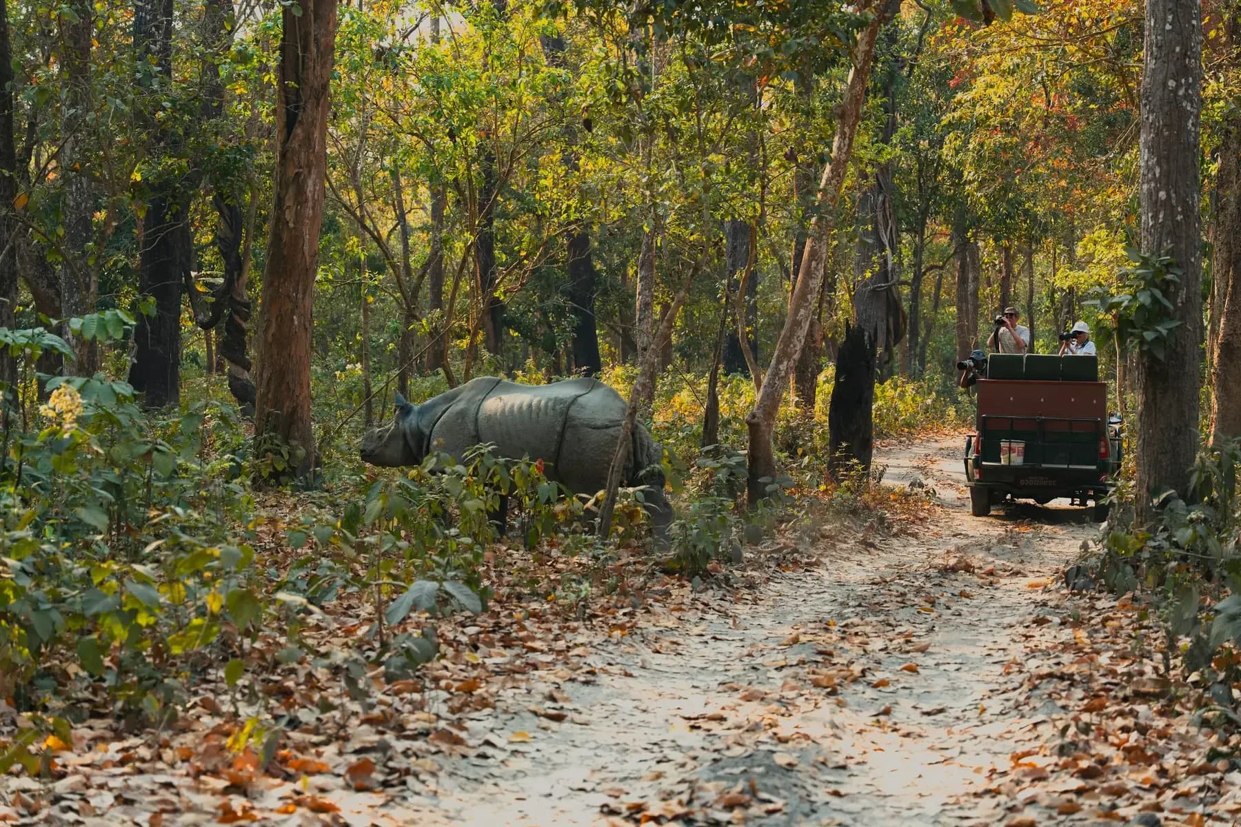 A jeep safari meeting a rhino on a forest track in Chitwan