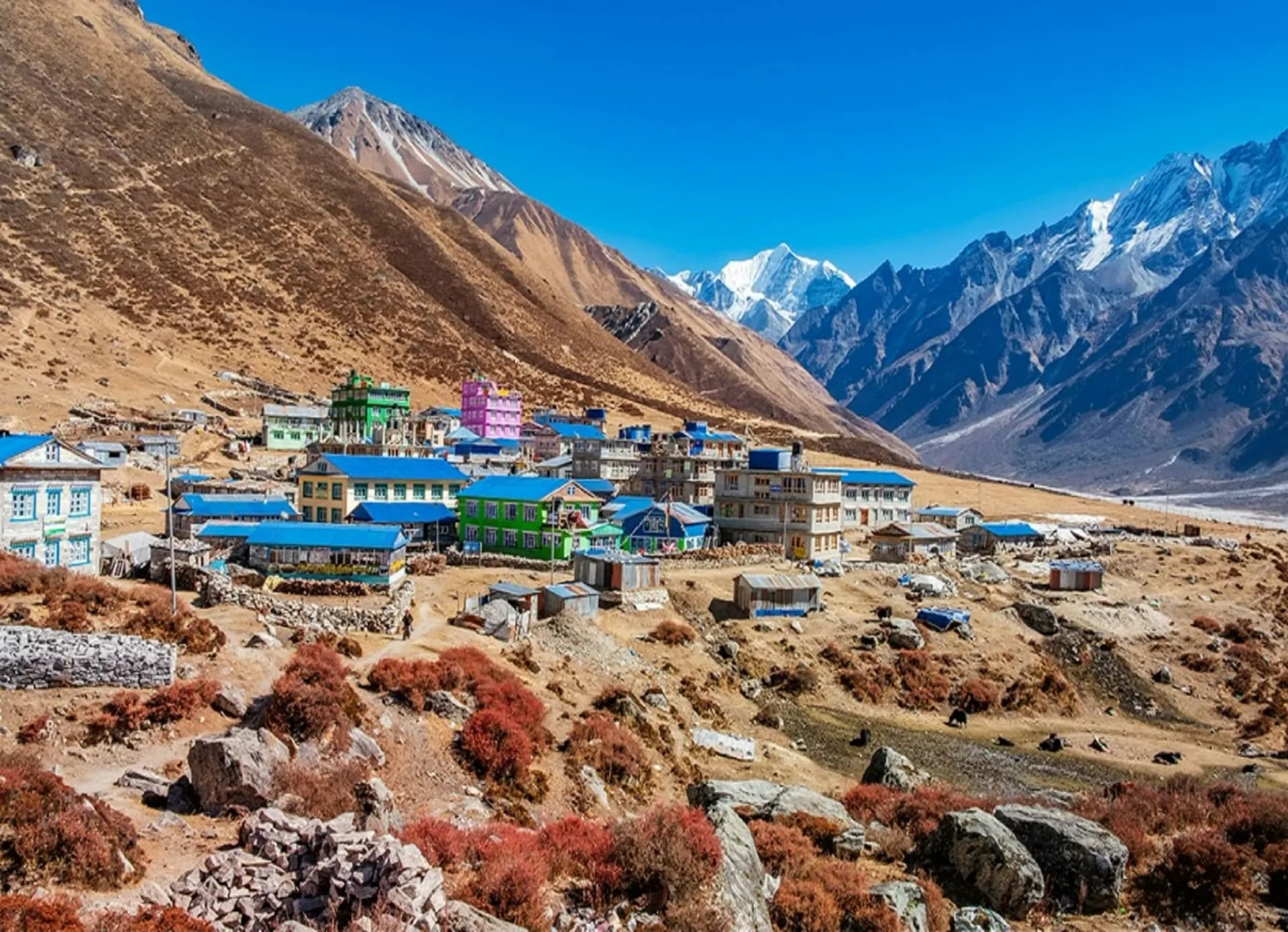 Lodges of a high village in the Langtang valley below snow peaks