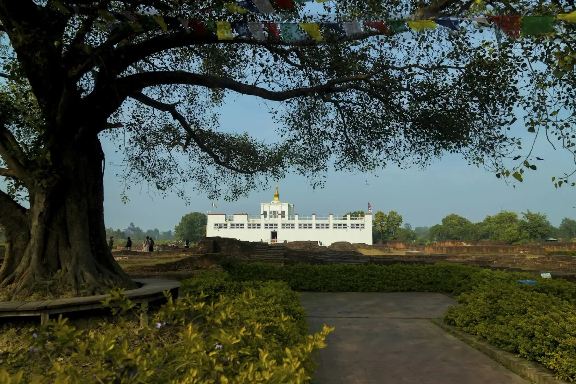 Maya Devi Temple in Lumbini seen beneath a spreading tree