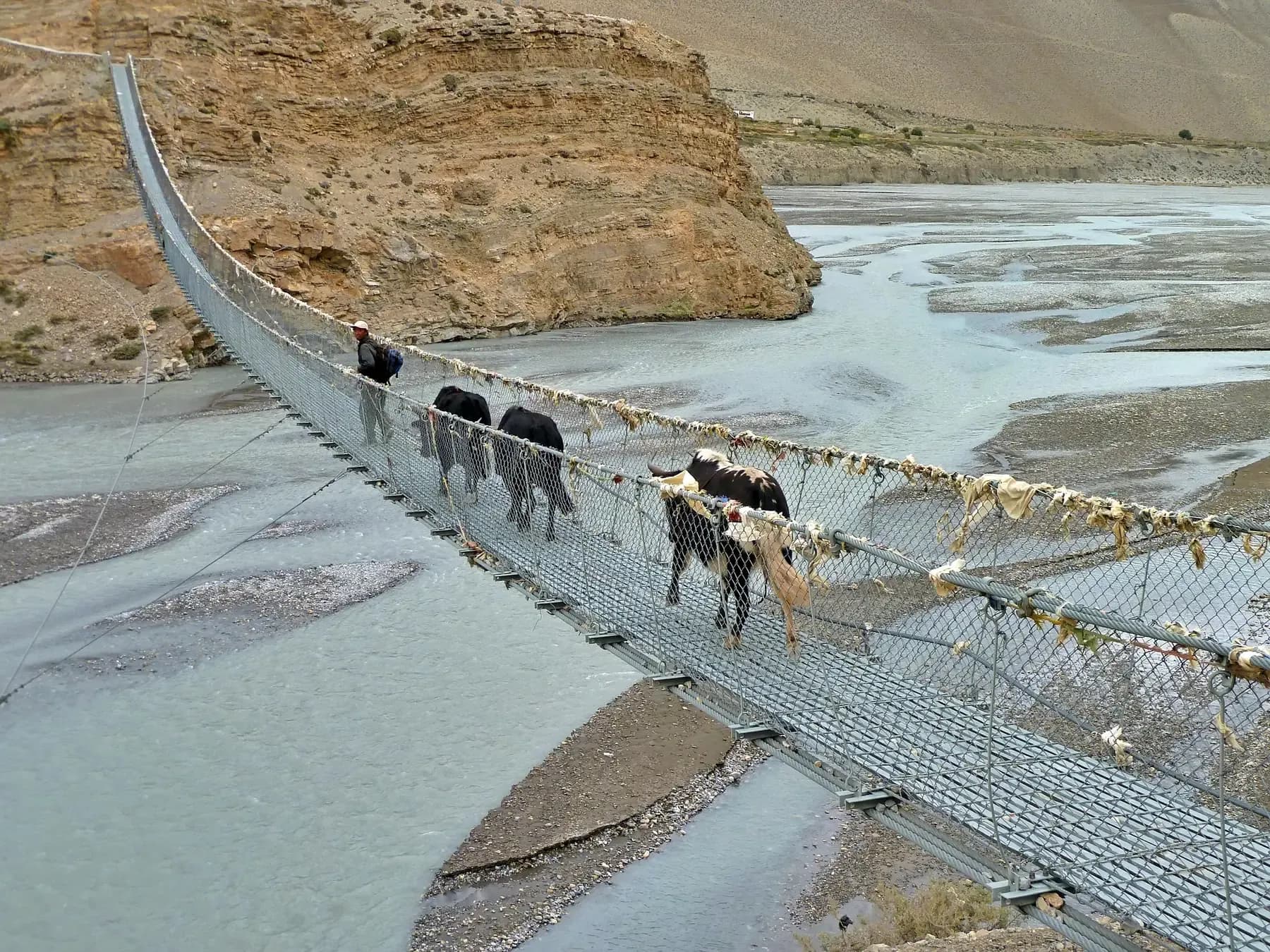 Yaks crossing a suspension bridge over the Kali Gandaki in Mustang