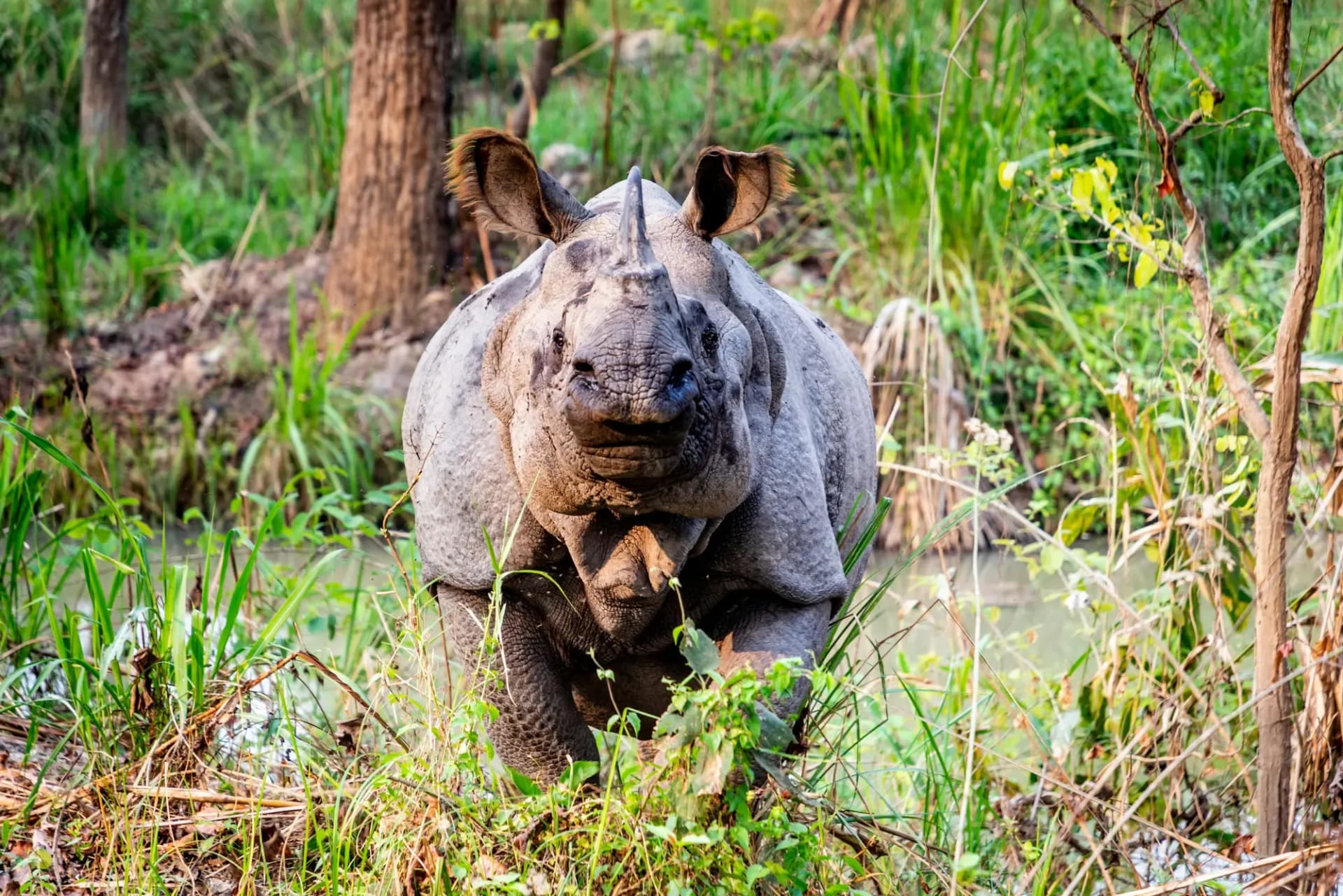 Greater one-horned rhino in the grassland of Chitwan National Park