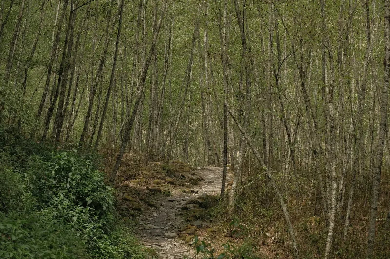 A quiet trail through a dense hillside forest