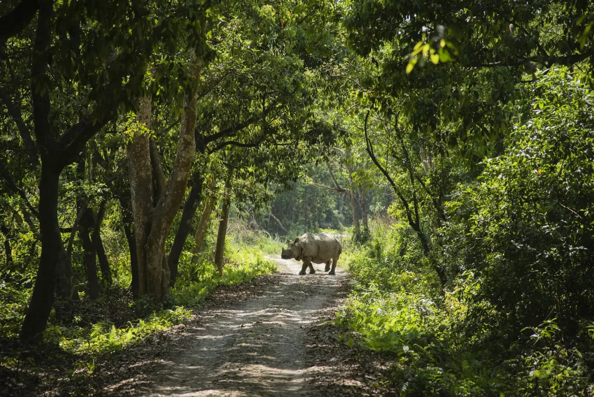 One-horned rhino walking along a forest track through green jungle