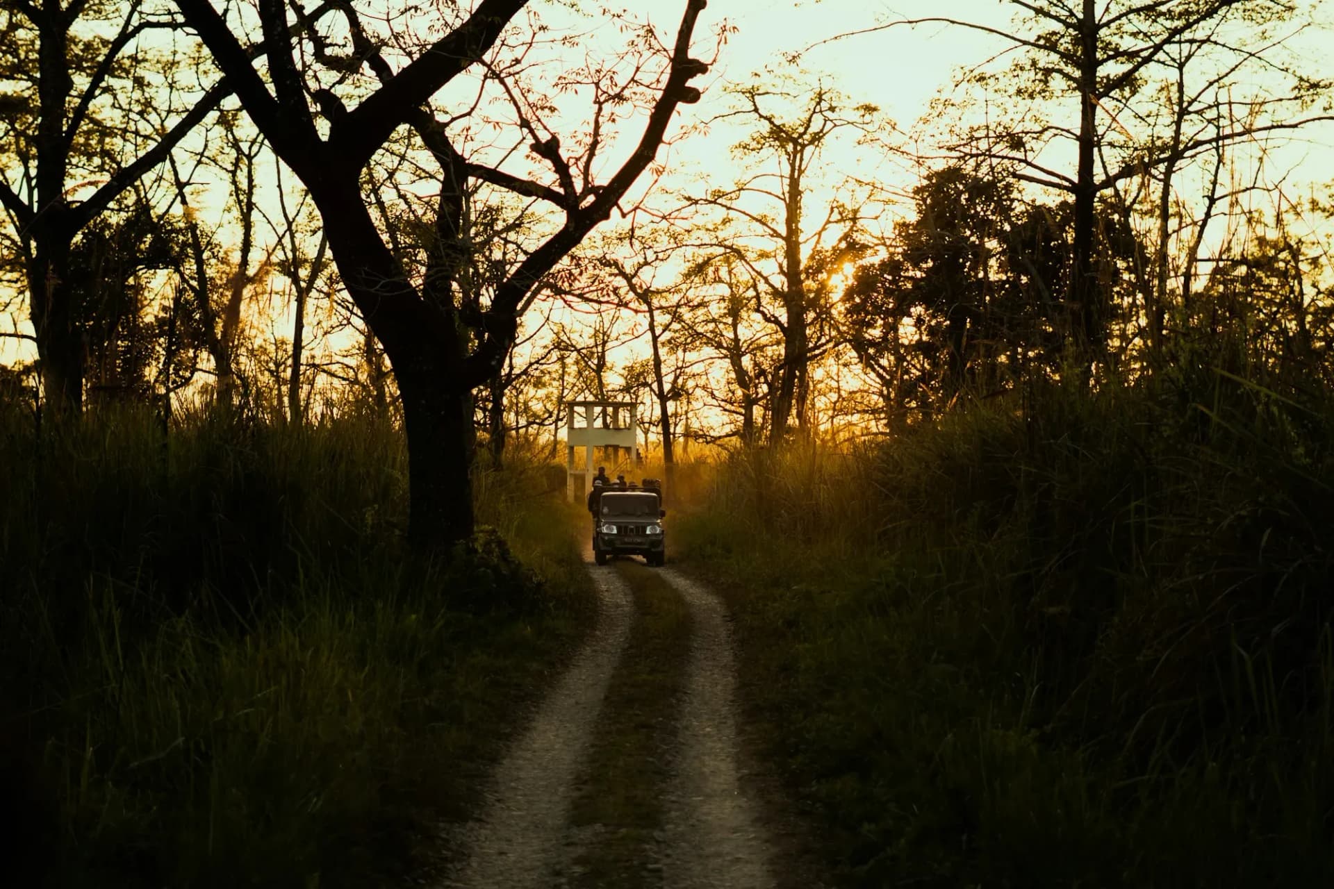 Safari jeep on a forest track at golden hour, with a watchtower behind